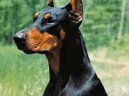 Порода ДОБЕРМАН