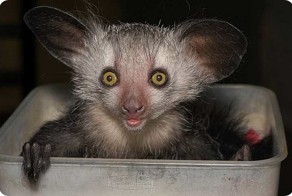 Мадагаскарская руконожка