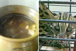 Китаянка выложила в сеть фото-рецепт приготовления супа из кошки