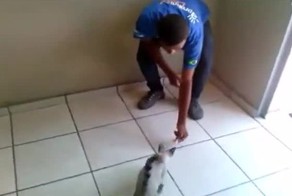 Полиция Рио-де-Жанейро ищет малолетнего садиста