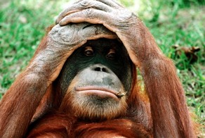 Удивительные факты