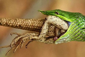 Холоднокровные охотники