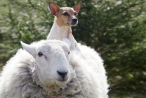 Овцы в шоке 