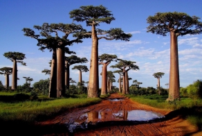 Удивительные деревья