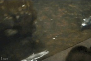 Пингвин внезапно пукнул.