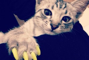 Котэ-Собакен