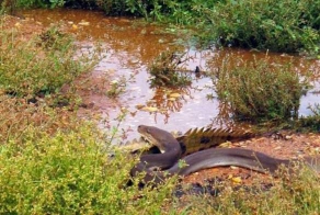 Питон проглотил крокодила или ты не ты когда голоден!