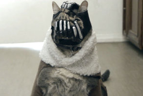 Кот - темный рыцарь