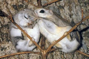 Японская летяга ,или малая летяга.