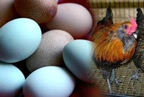 Куры породы Аракуана несут цветные яйца
