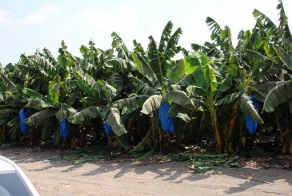 Как выращивают и собирают бананы.