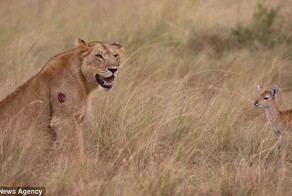 Львица и детеныш антилопы