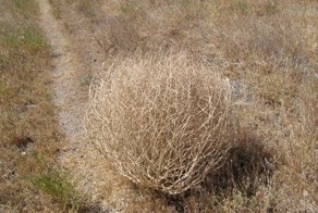 Перекати поле