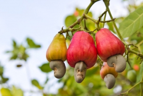 Продукты! И как они растут!