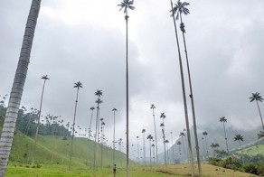 Самая высокая пальма в мире