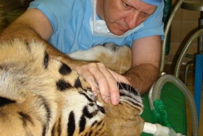 Настоящий Айболит