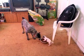 Крошечный песик дерзко отвоевал еду у большого собрата