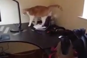 Ловушка для кота