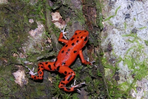 10 самых опасных животных на планете