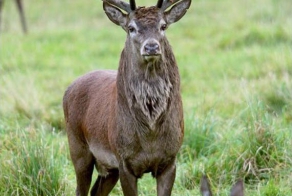 Огромные животные