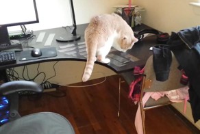 Как отучить кота лазить по столу?