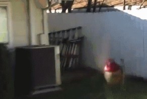 А вы когда нибудь кормили колибри с руки?