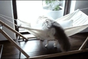 Кошак и гамак 