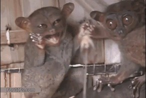 GIF Ассорти (15 шт)