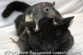 Топ 10 приколов с кошками за март 2014
