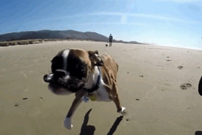 Двуногая собака Duncan Lou на пляже!