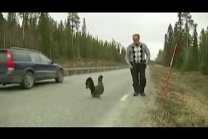 Нападение злого Глухаря на дороге