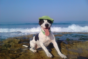 Дана, древолазка 2