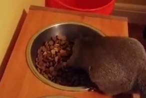 Есть че пожрать ?