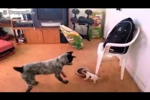  Моя миска, пошел вон!