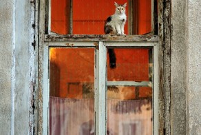 Одесские коты и кошки на своих окошках.