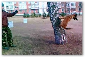 Бельгийская Овчарка