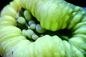 Девять месяцев за три минуты