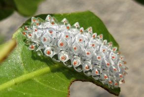 Кристальная гусеница