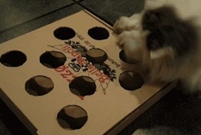 Коробка из под пиццы, мячик и кот.