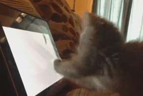 Беспощадный убийца мышей.