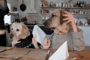 Собаки кушать хотят