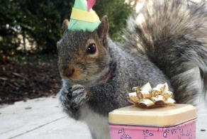 Белка-модница