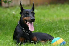 ДоберКо –команда помощи доберманам