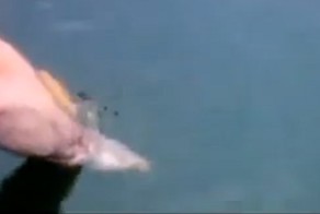 Золотая рыбка (Загадал погладить?)