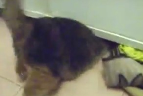 Кот чудотворец