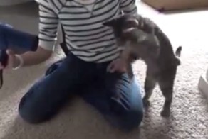 Кот и фен