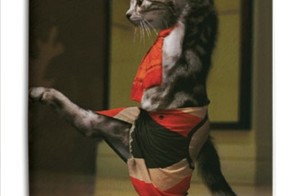 Продолжаем тему Котиков