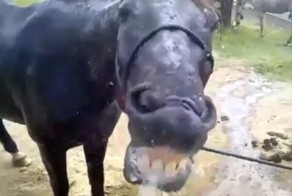 Лошадь и вода