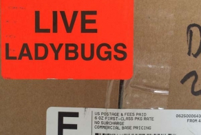 Необычный заказ