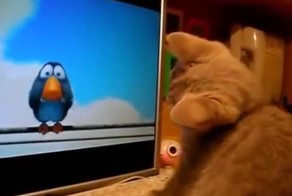 Котенок смотрит мультик про птичек